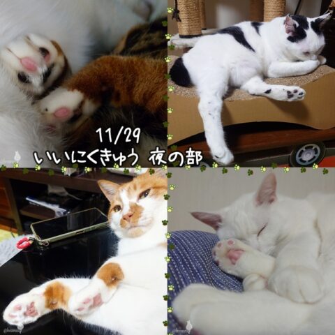 coco & fumi & Lin & Ryu