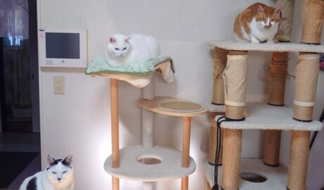 coco & fumi & Lin & Ryu