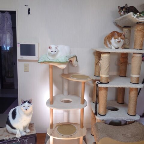 coco & fumi & Lin & Ryu