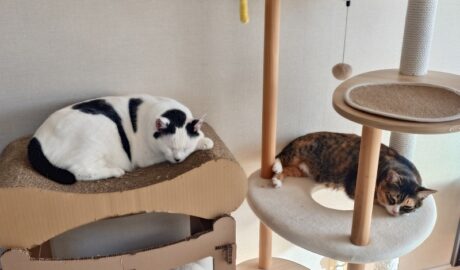 coco & fumi & Lin & Ryu