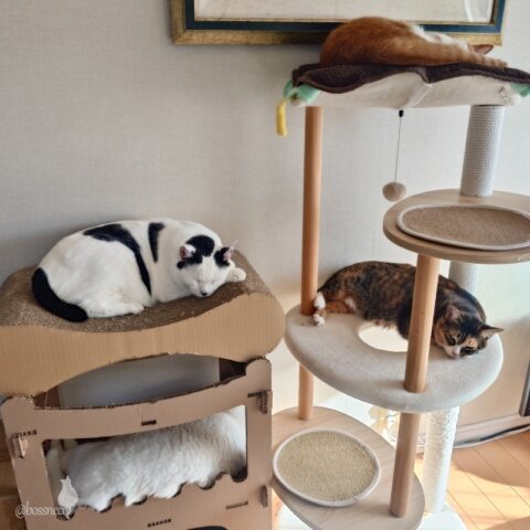 coco & fumi & Lin & Ryu