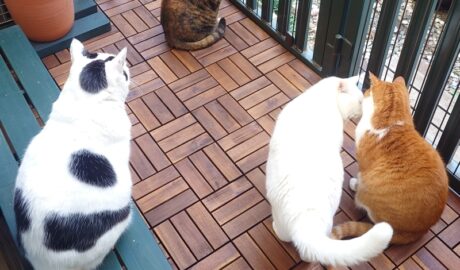 coco & fumi & Lin & Ryu