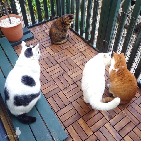 coco & fumi & Lin & Ryu