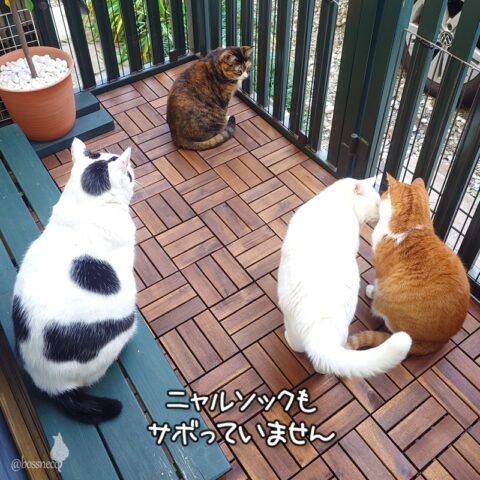 coco & fumi & Lin & Ryu