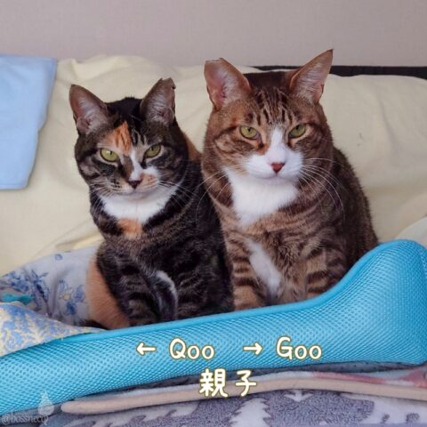 Qoo & Goo