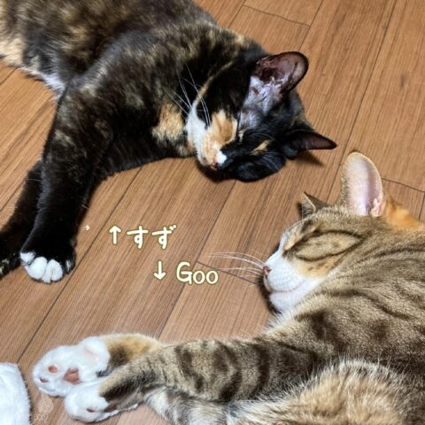 すず & Goo