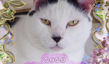 coco