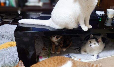 coco & fumi & Lin & Ryu