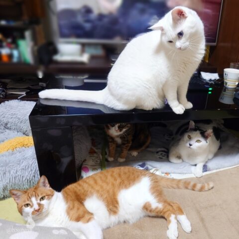 coco & fumi & Lin & Ryu