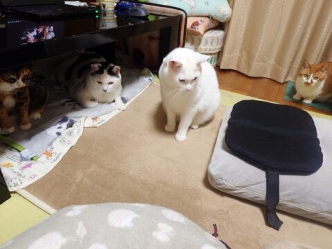 coco & fumi & Lin & Ryu