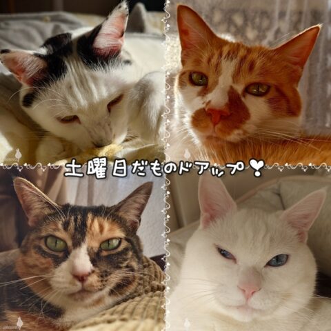 coco & fumi & Lin & Ryu