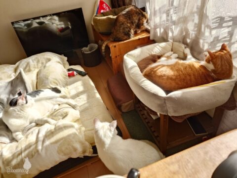 coco & fumi & Lin & Ryu