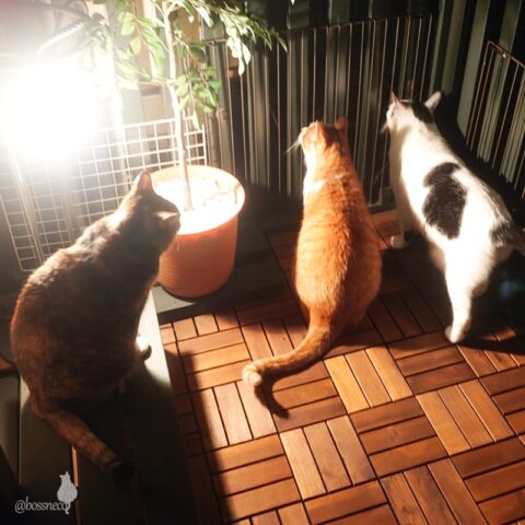 coco & fumi & Lin