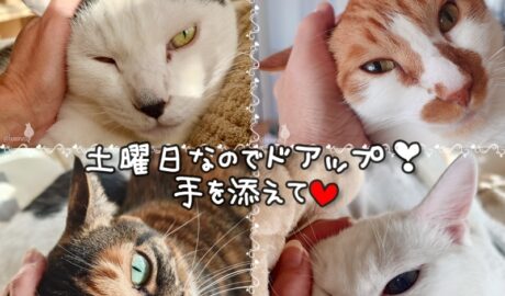 coco & fumi & Lin & Ryu