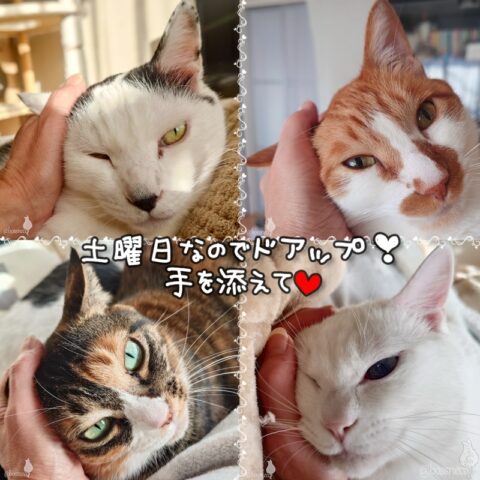 coco & fumi & Lin & Ryu