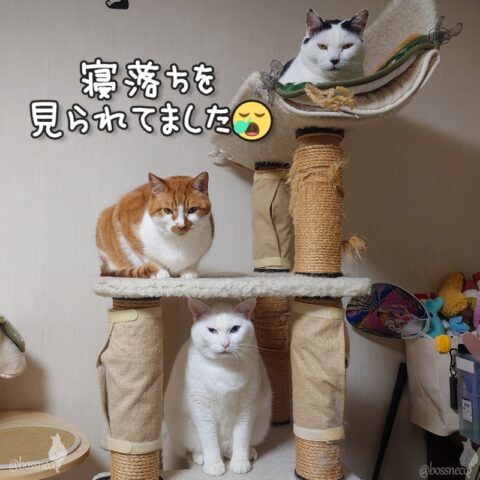coco & fumi & Ryu