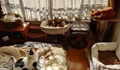 coco & fumi & Lin & Ryu