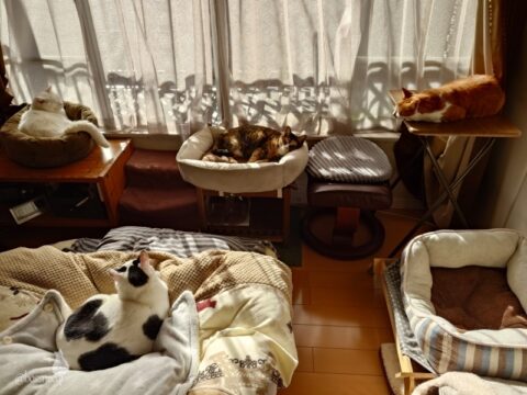 coco & fumi & Lin & Ryu