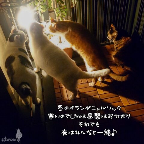 coco & fumi & Lin & Ryu