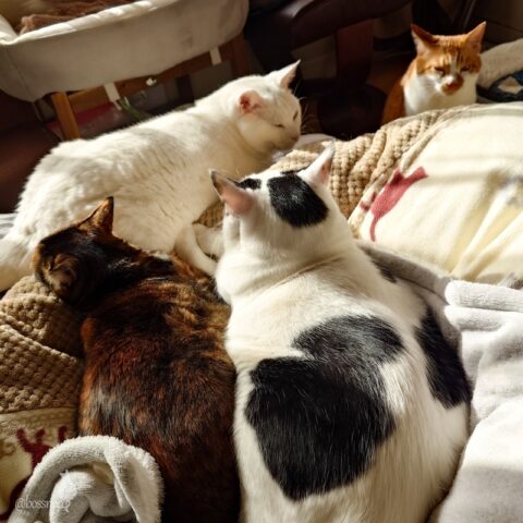 coco & fumi & Lin & Ryu