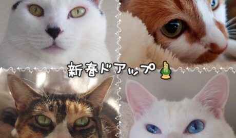 coco & fumi & Lin & Ryu