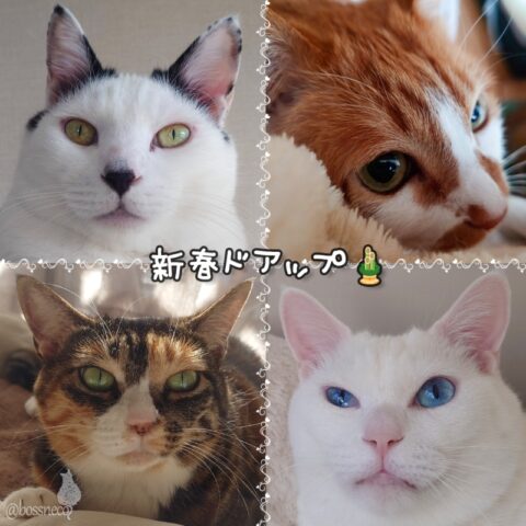 coco & fumi & Lin & Ryu