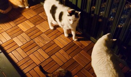 coco & fumi & Lin & Ryu