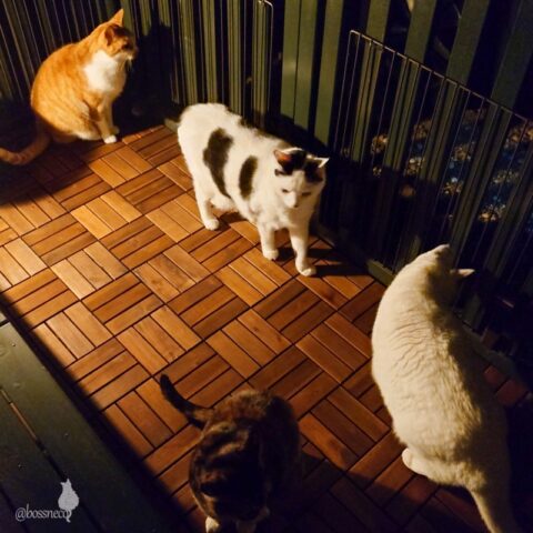 coco & fumi & Lin & Ryu