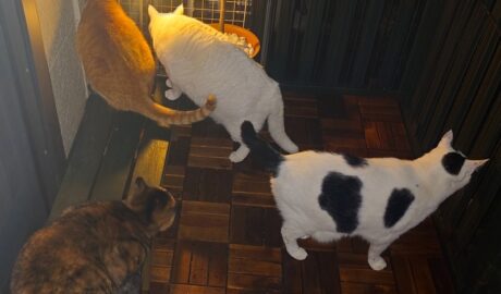 coco & fumi & Lin & Ryu