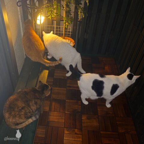 coco & fumi & Lin & Ryu