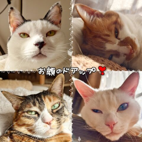 coco & fumi & Lin & Ryu