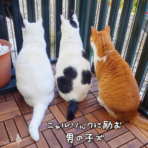 coco & fumi & Ryu