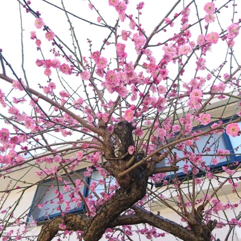 庭の梅