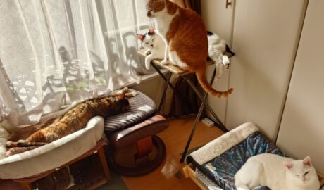 coco & fumi & Lin & Ryu