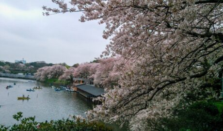 千鳥ヶ淵の桜