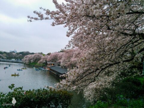 千鳥ヶ淵の桜