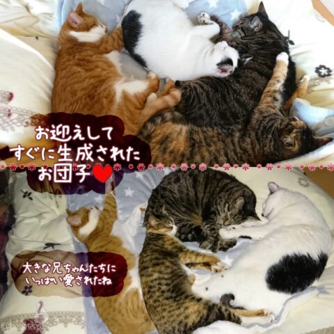 mark & coco & fumi & Lin