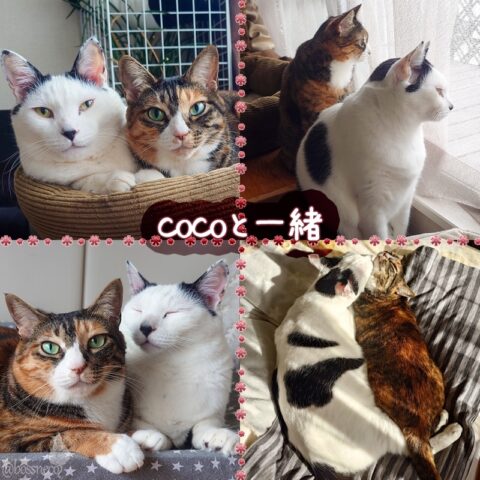 coco & Lin