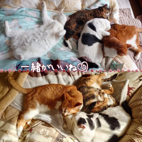 coco & fumi & Lin & Ryu