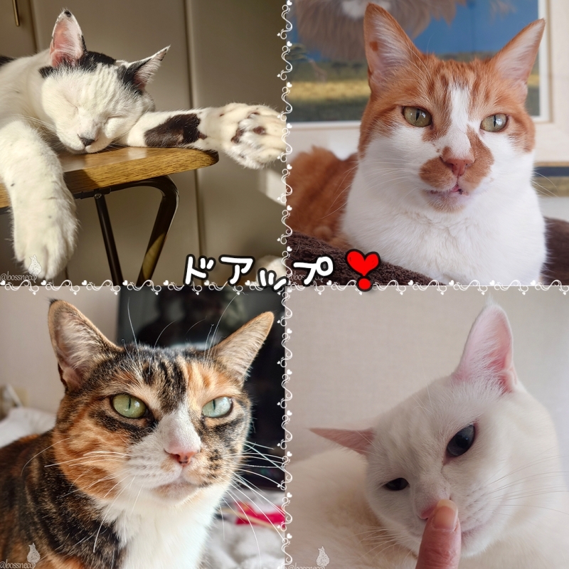 coco & fumi & Lin & Ryu