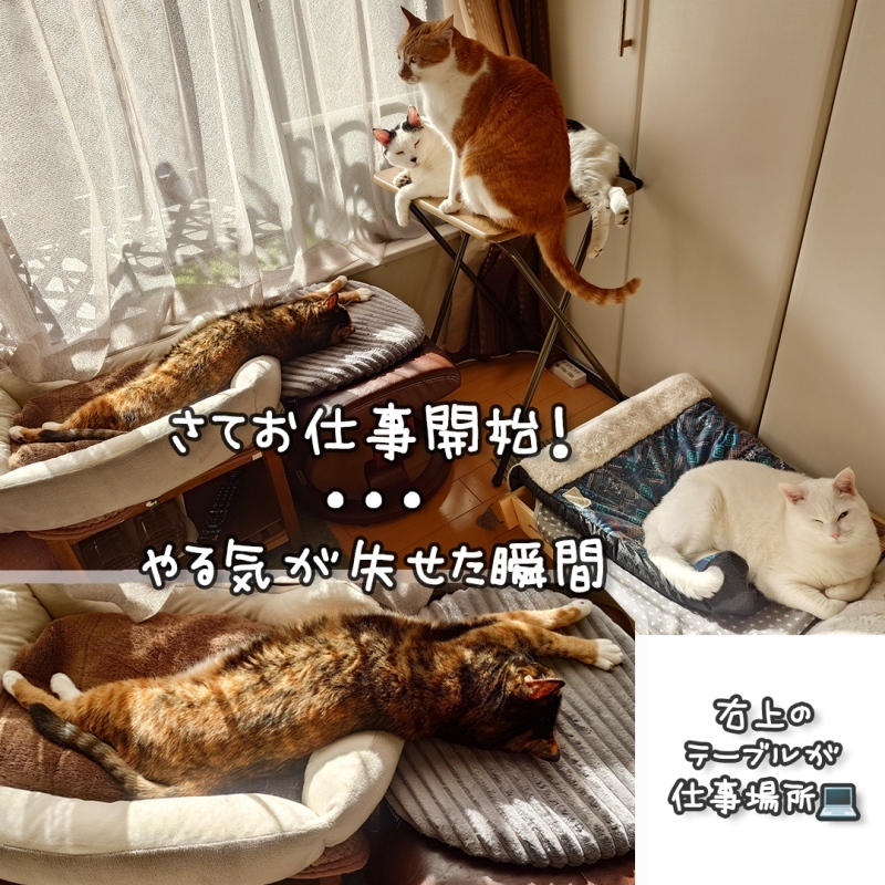 coco & fumi & Lin & Ryu