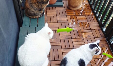 coco & fumi & Lin & Ryu