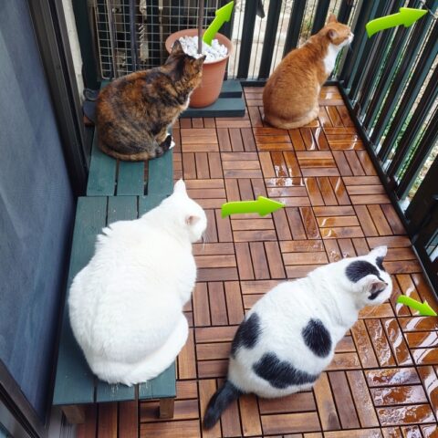 coco & fumi & Lin & Ryu