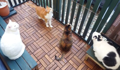 coco & fumi & Lin & Ryu