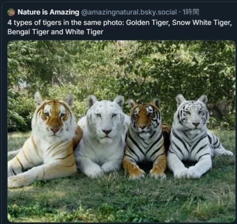 Tiger 4 Types