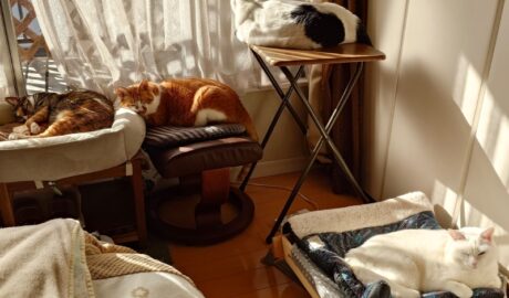 coco & fumi & Lin & Ryu