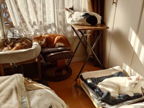 coco & fumi & Lin & Ryu