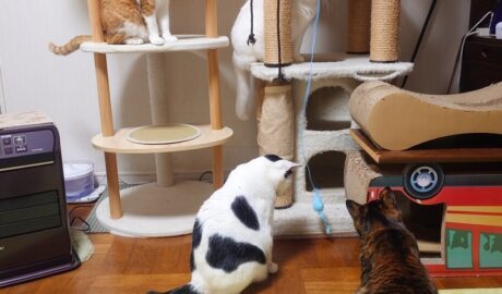 coco & fumi & Lin & Ryu