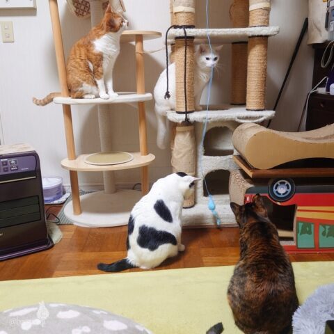 coco & fumi & Lin & Ryu