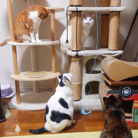 coco & fumi & Lin & Ryu